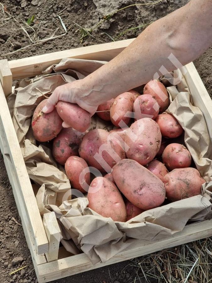 11 сортов отборного картофеля в Барнауле от поставщика, Алтайский край