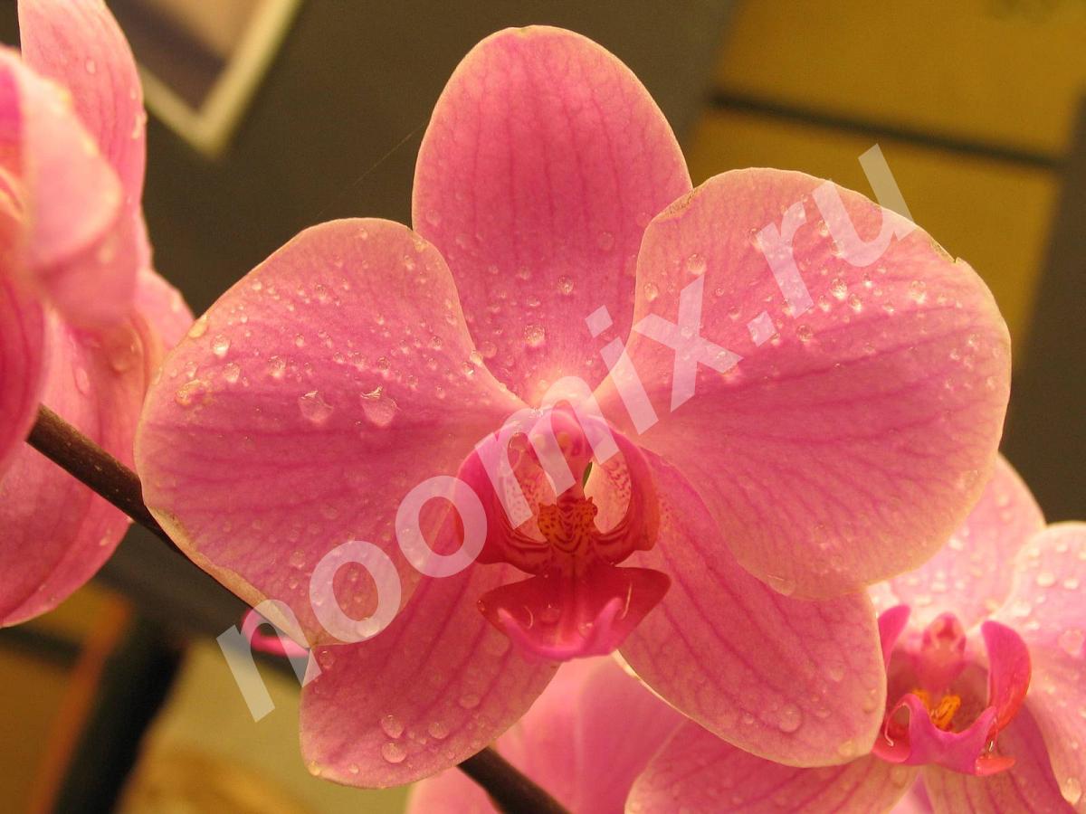 Орхидея Фаленопсис микс 2 цв 65 12, Московская область