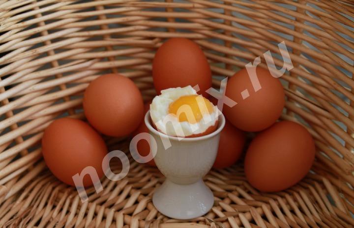 Яйцо куриное домашнее, Московская область