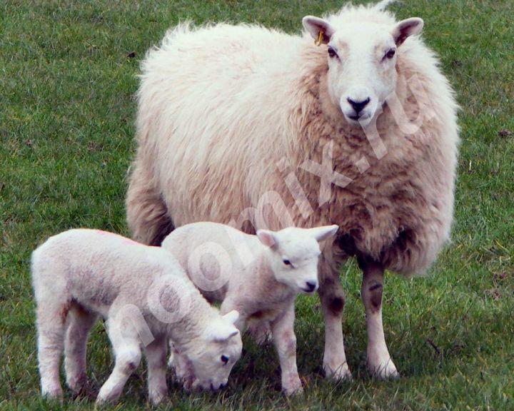 Овца породы Авасси Выход продукта за лактацию от одной ..., Волгоградская область