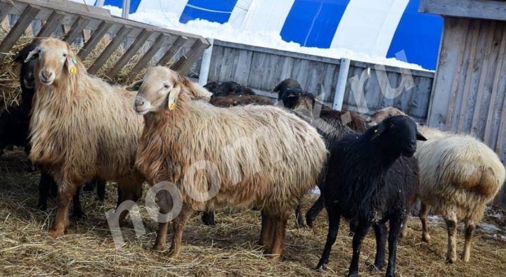 Племенные овцы породы Эдильбаевская Скот из Европы класса ..., Астраханская область