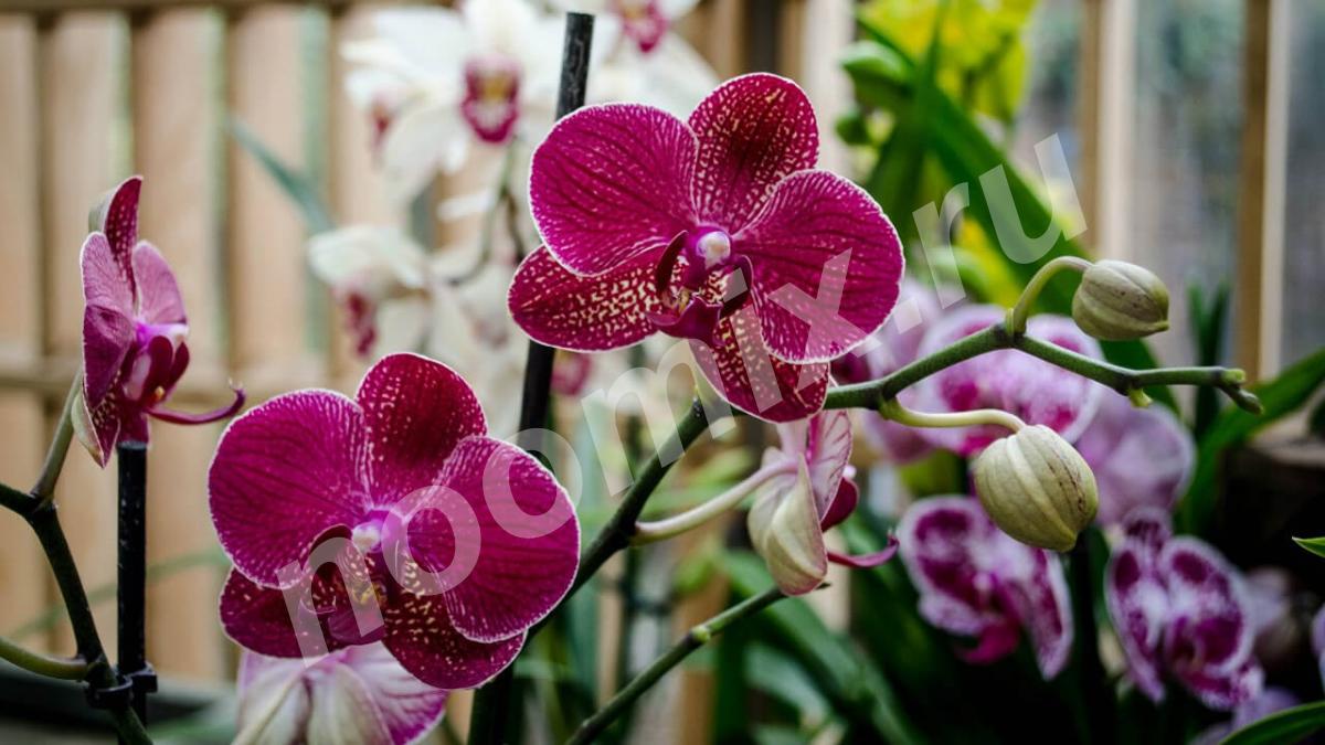Орхидея Фаленопсис микс 2 цв 65 12