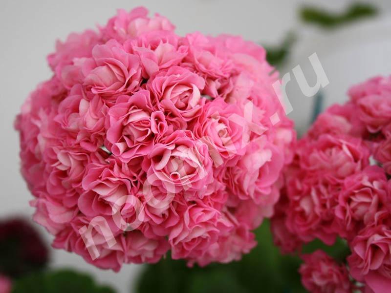 Пеларгония swanland pink australien pink rosebud,  САНКТ-ПЕТЕРБУРГ