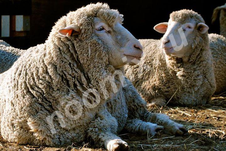 Овца породы Прекос Вес взрослых баранов 110-130 кг, маток в ..., Оренбургская область