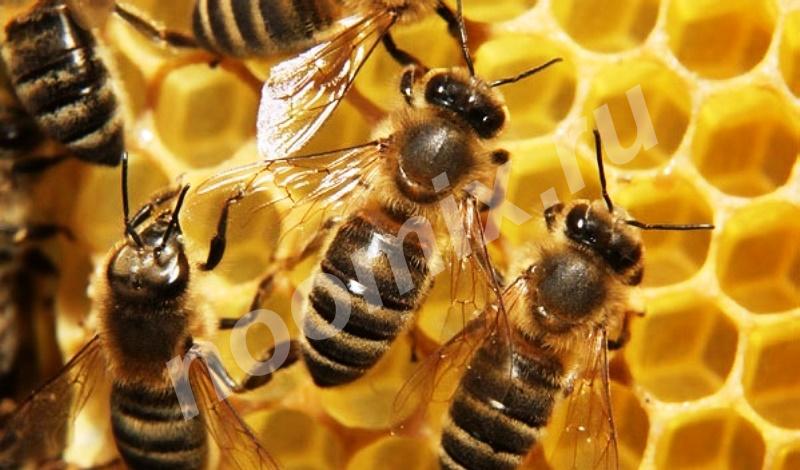 Пчелосемьи породы Бакфаст 2019, Ярославская область
