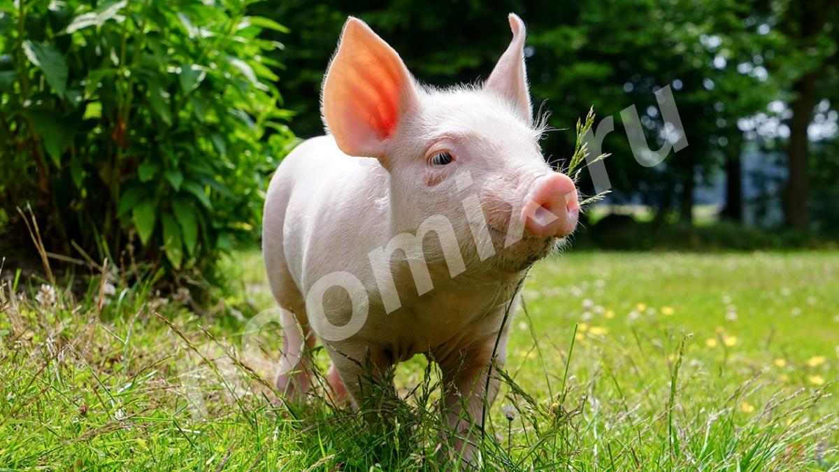 Реализую свиней живым весом и месячных поросят на откорм. ...,  Самара