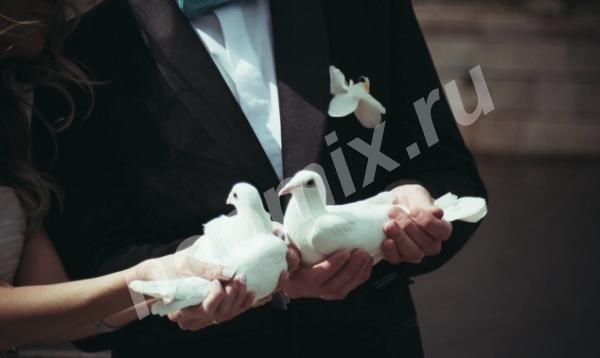 Белые голуби на свадьбу,  САНКТ-ПЕТЕРБУРГ