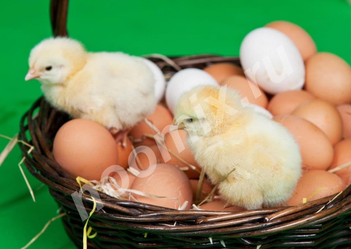 Продаю яйца на инкубацию, Курская область