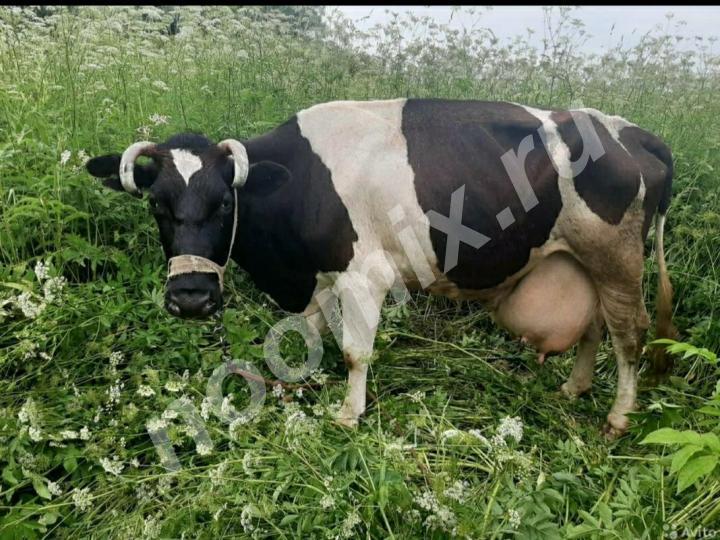 Продаются коровы Голдштинка, Айширка