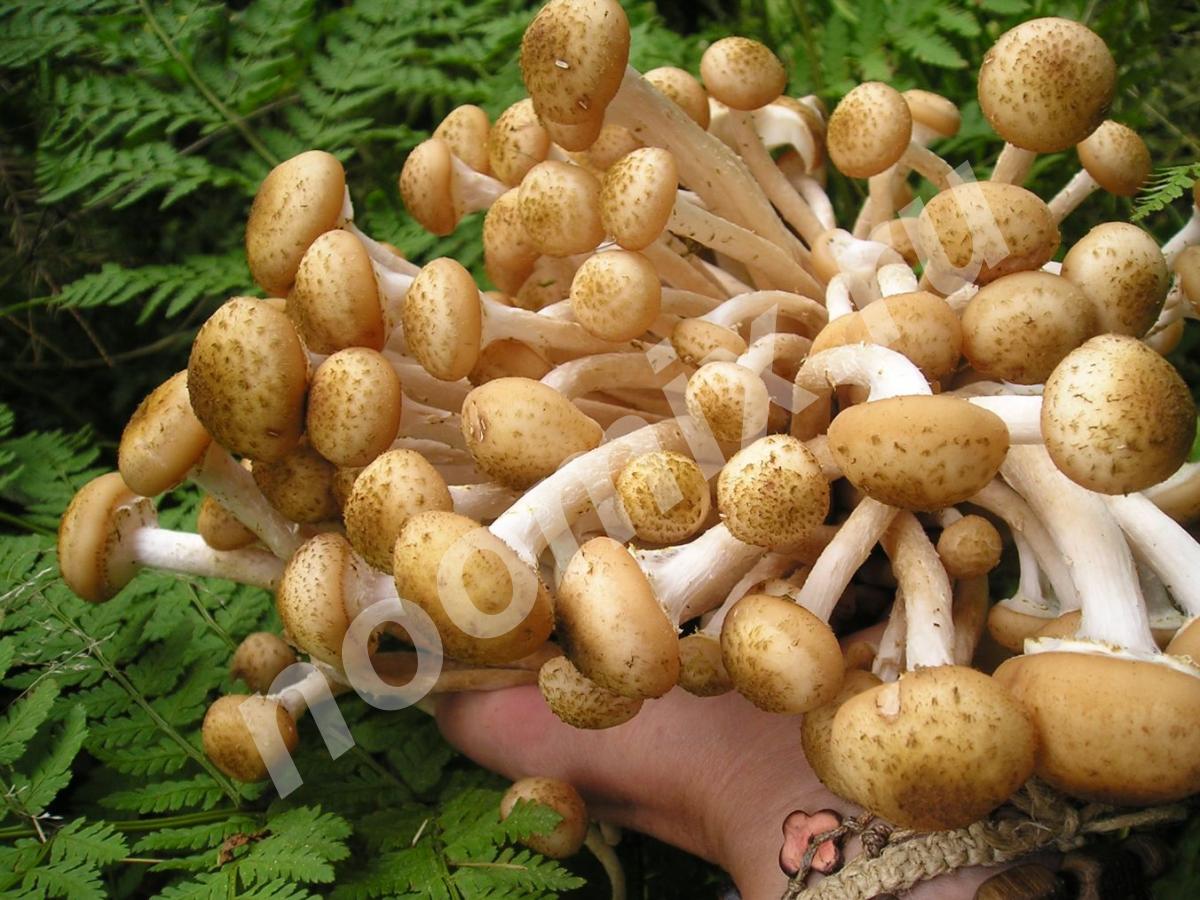 Абсолютно реально выращивать грибы в подвалах, теплицах, на ...