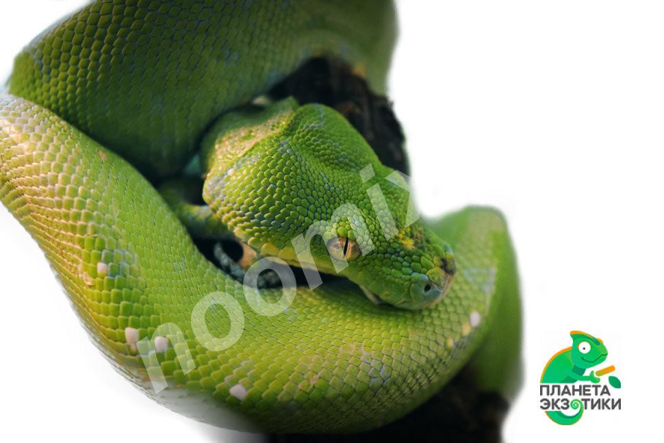 Зеленый питон Morelia viridis S