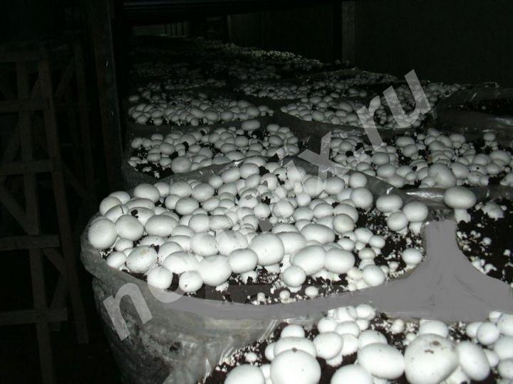Мицелий грибов оптом и в розницу, Ивановская область