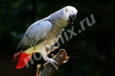 Предлагаю купить попугая ЖАКО от частного лицав Санкт-Петербурге,  САНКТ-ПЕТЕРБУРГ