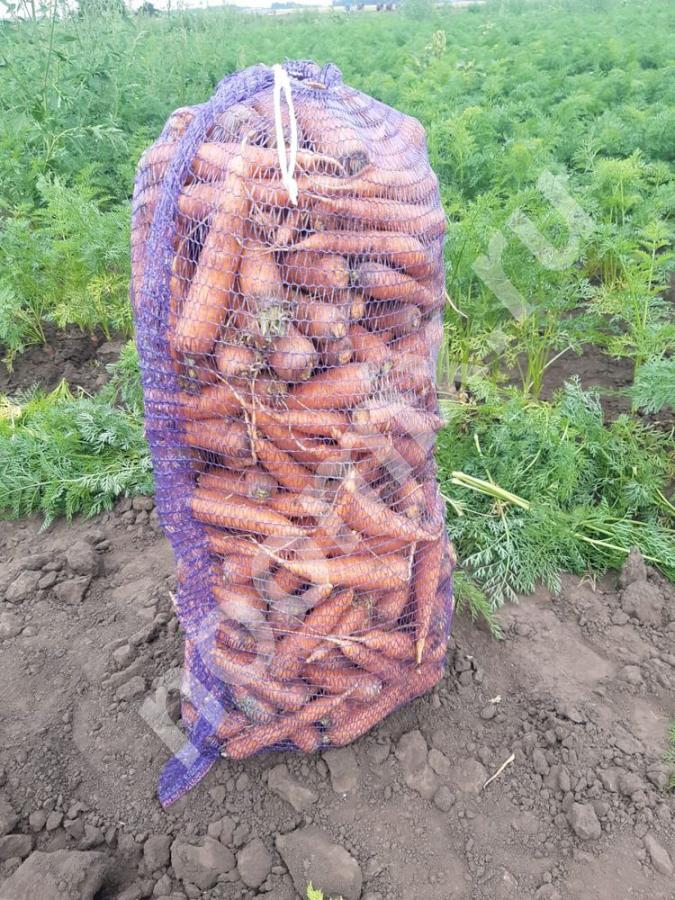 Морковь от производителя для готовки и производства сока, Алтайский край