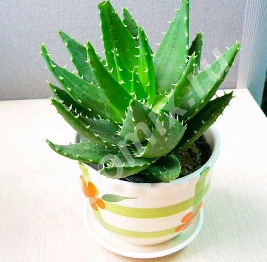 Ало э Aloe лат.  в переводе с латинского означает горький . ...,  МОСКВА