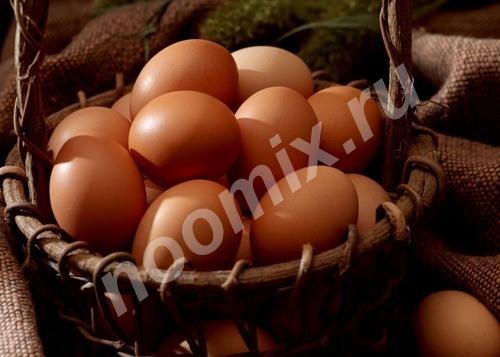 Продаю Яйца домашние, Новгородская область