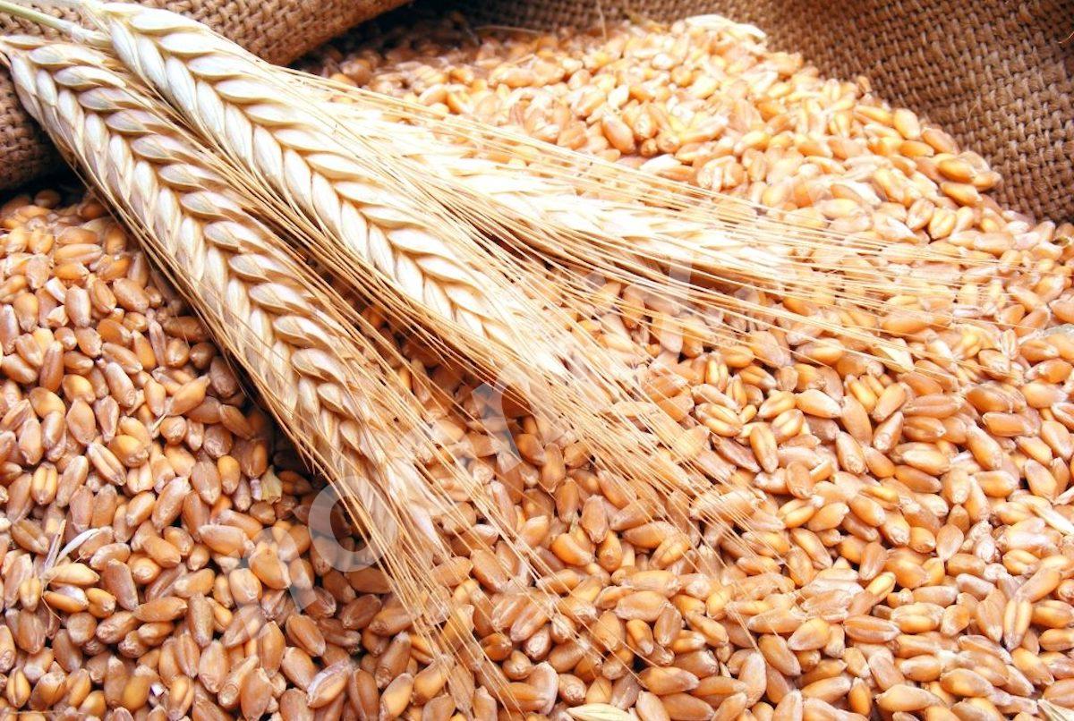 Закупаем пшеницу, ячмень пивоваренный, рапс , рис сырец, . ..., Краснодарский край