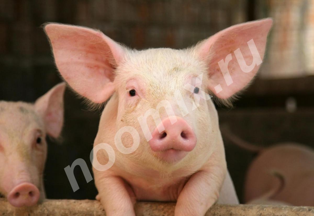 Продажа свиней в живом весе, Воронежская область