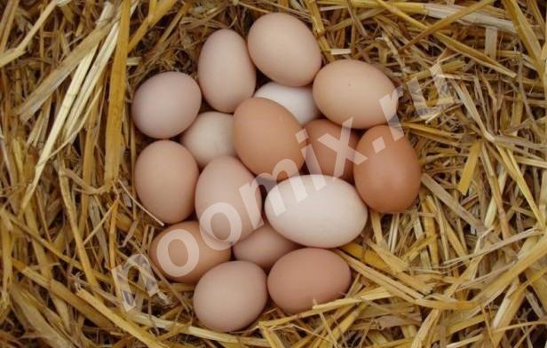 Яйца орпингтоны, Московская область