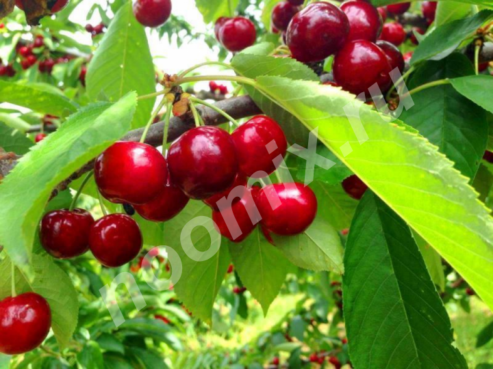 Саженцы плодовых деревьев и крупномеров по доступным ценам