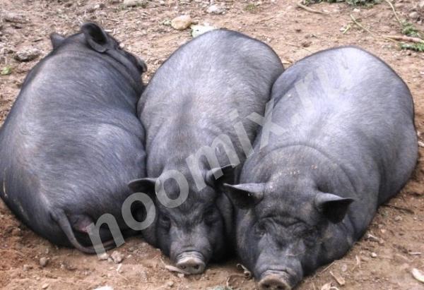 Вьетнамские беременные травоядные свинки, Доставка,  САНКТ-ПЕТЕРБУРГ