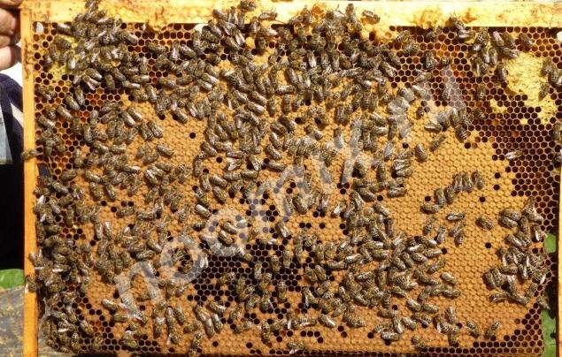Пчёлы, Калужская область