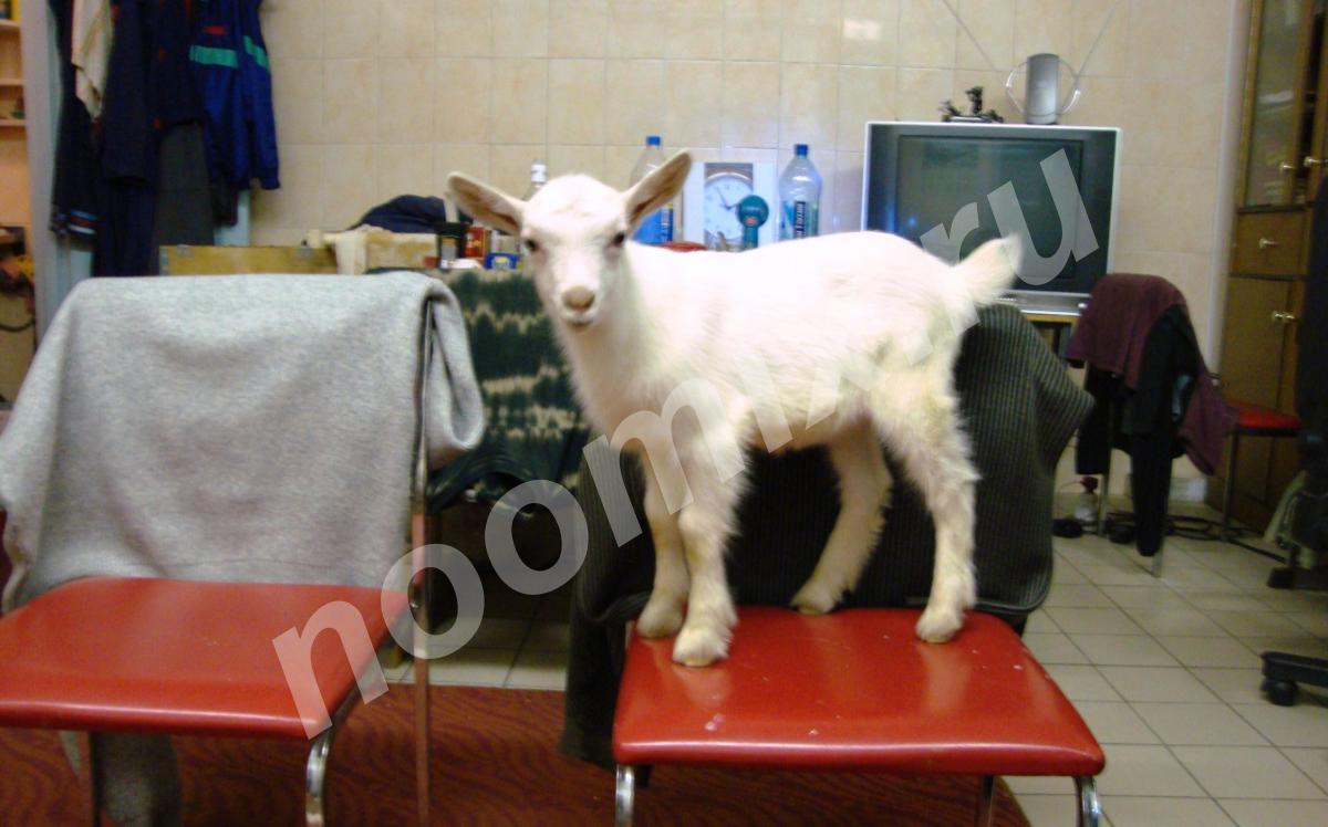 Продаются козлята от молочных коз в Кировске, Мурманская область
