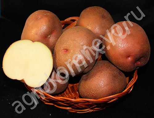 Магазин семенного картофеля. Оптовые и розничные поставки ..., Московская область