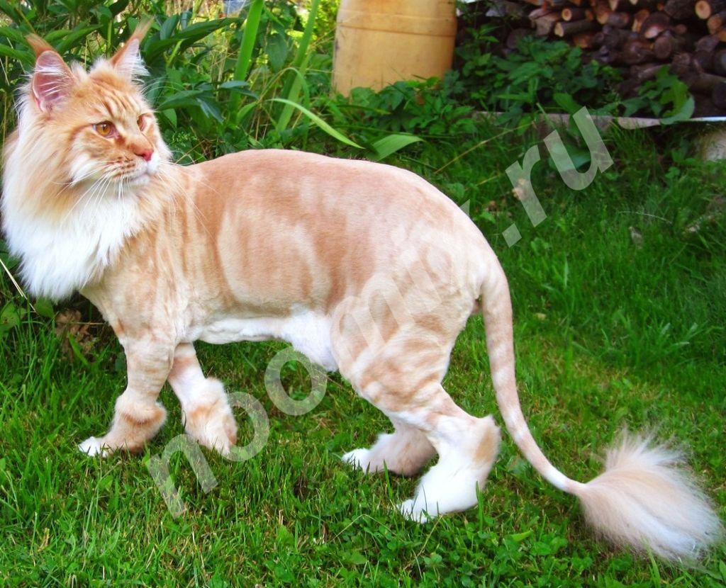 Бабушкинская Стрижка собаки, стрижка кота