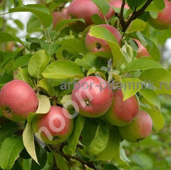 Крупномеры яблонь, саженцы яблони и плодовых деревьев в ...,  МОСКВА