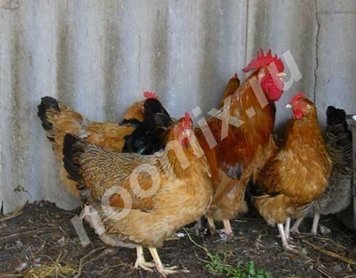 Цыплята-подростки кучинской-юбилейной, яица инкуб, Костромская область
