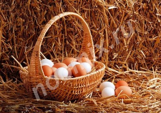 Яйца инкубаторские деревенских кур, Калужская область