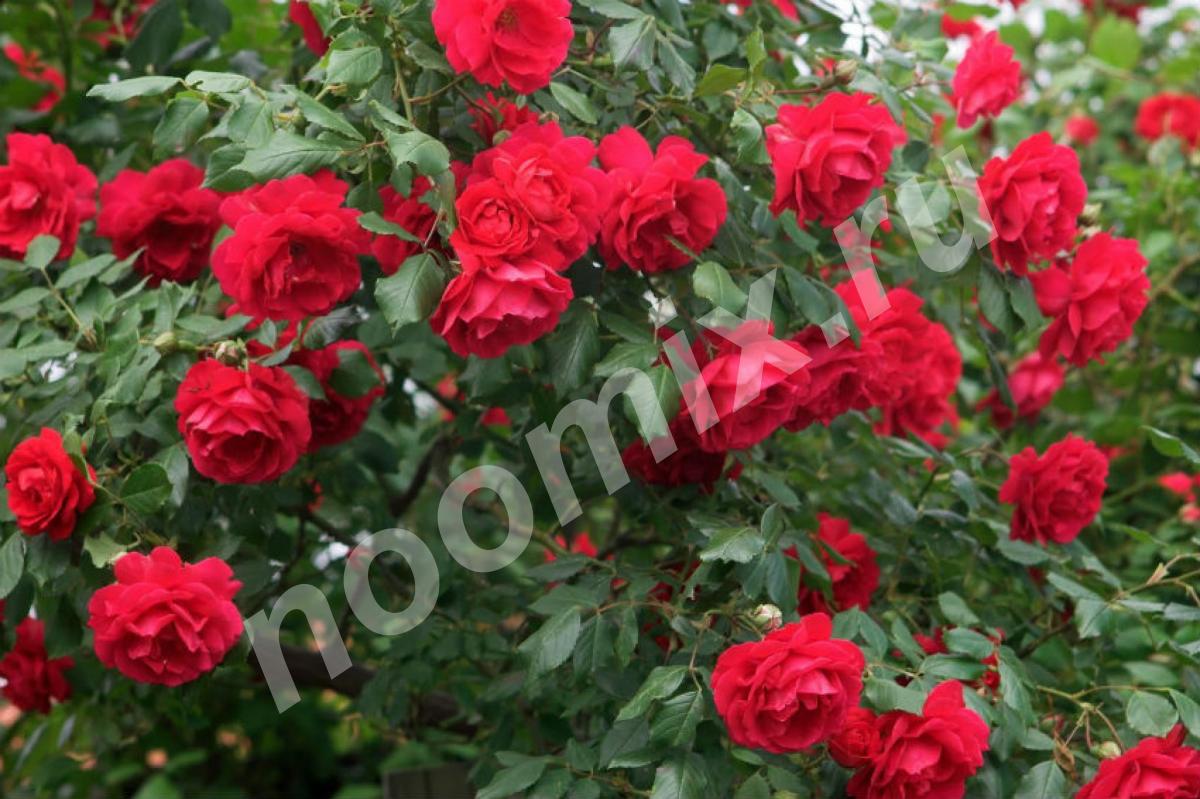Парковые розы - самые зимостойкие, не требуют укрытия и . .., Томская область