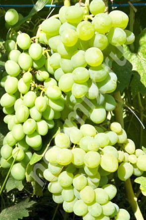 Брянские саженцы и черенки винограда, Брянская область