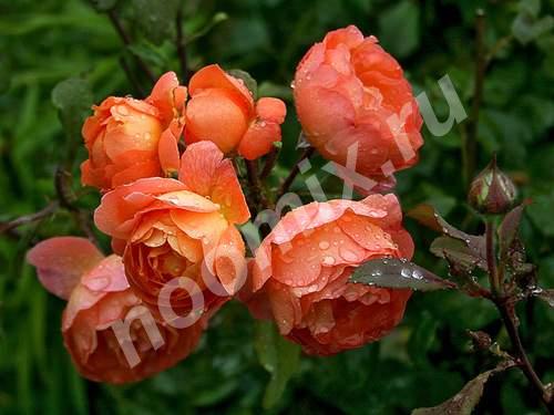 Вас порадует наша коллекция английских роз, Краснодарский край