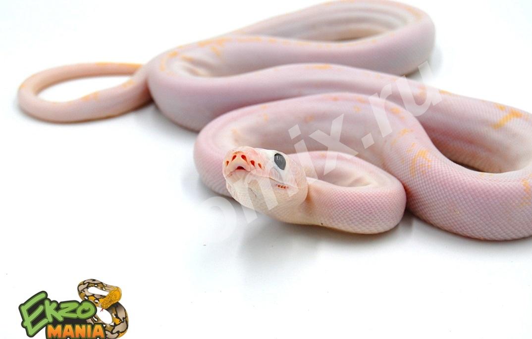 Сетчатый питон Python reticulatus Leucistic CB ...,  МОСКВА