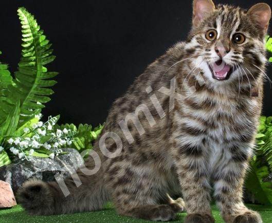 Гибриды Ф1 от амурского леопардового кота