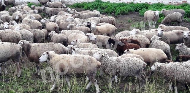 Овцы 190голов на мясо живаком, и в тушах, Липецкая область