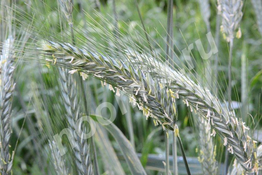 Компания на постоянной основе закупает овес, пшеницу 3, 4, ..., Краснодарский край