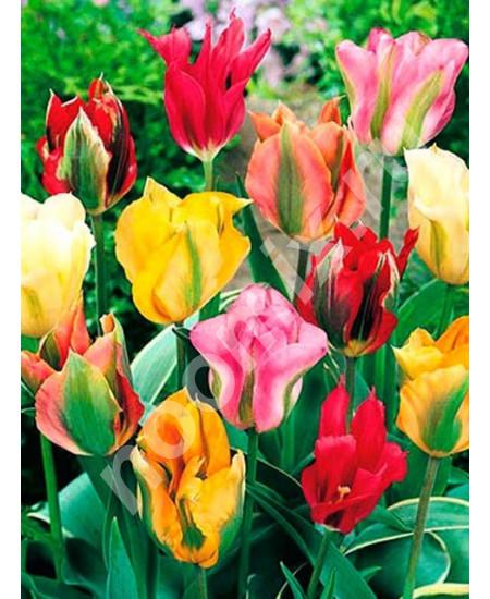 Тюльпан зеленоцветный Микс Viridiflora mixture 3шт в ..., Крым