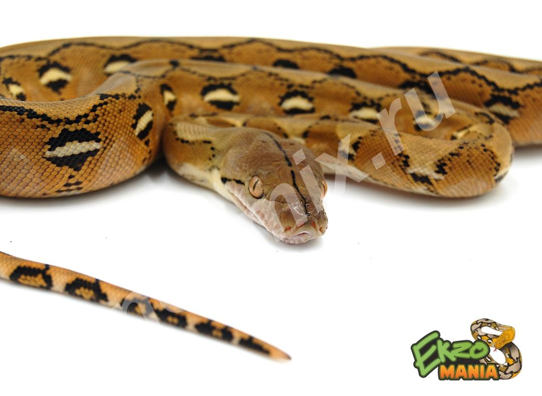 Сетчатый питон Python reticulatus siblings Leucistic CB ..., Московская область