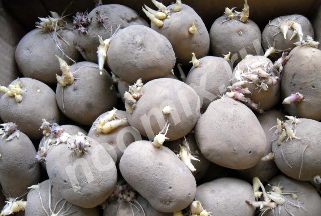 Семенной картофель, Амурская область