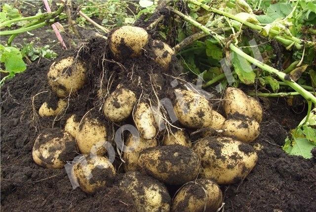 Продам отличный картофель - Андретта, Республика Хакассия
