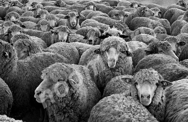 Овцы мясных пород живым весом., Республика Калмыкия