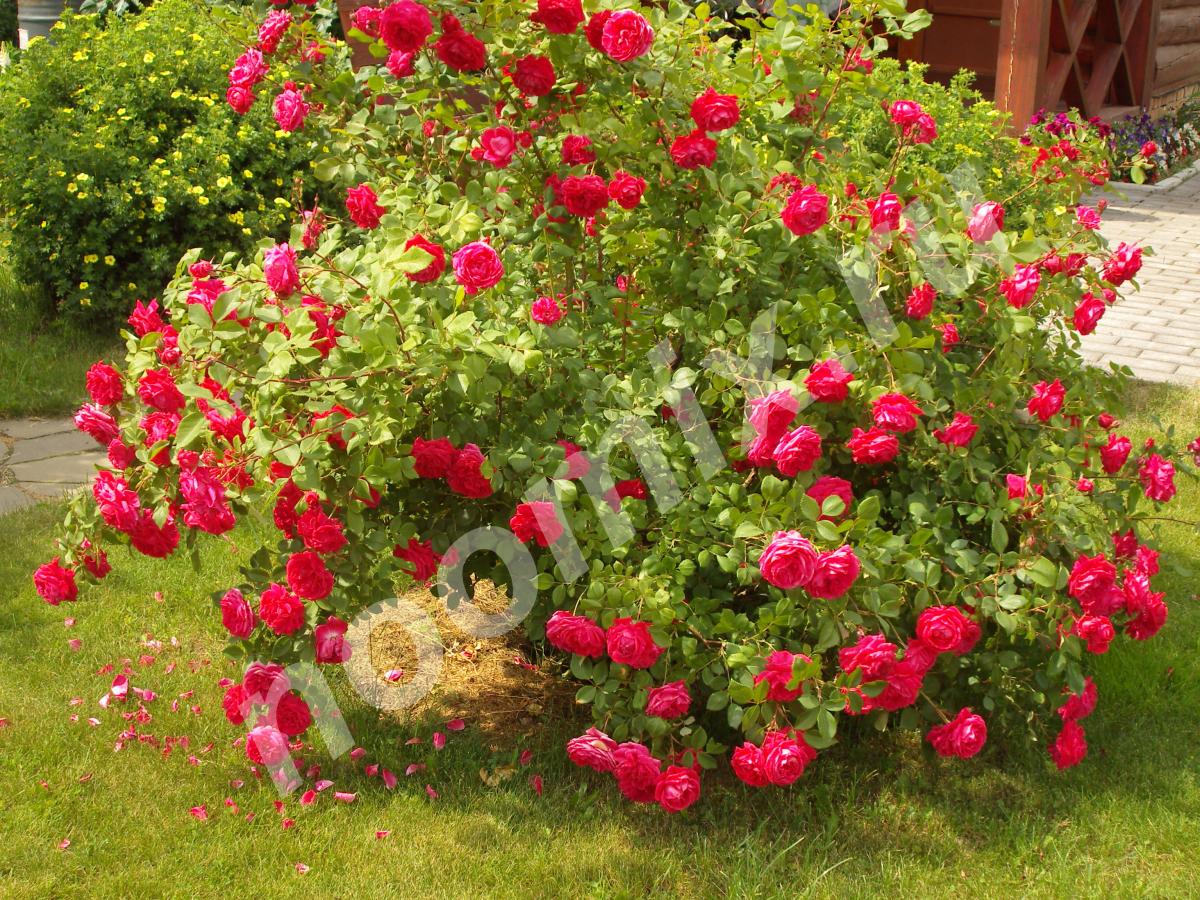 Семена и саженцы парковой розы с белыми махровыми цветками ...,  МОСКВА
