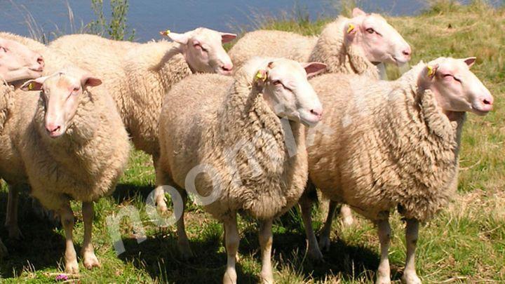 Племенные овцы породы Восточно-фризкая Скот из Европы ..., Вологодская область