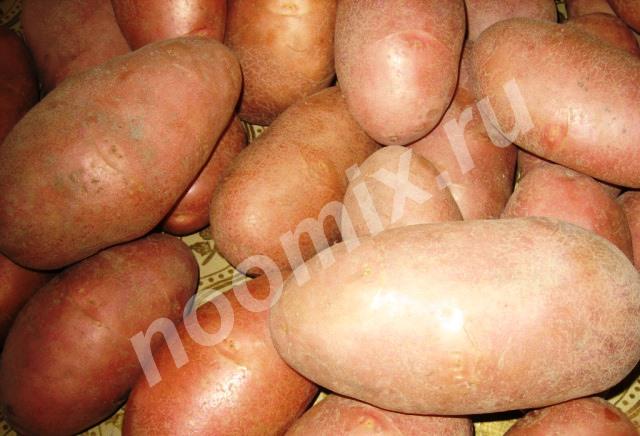 Продается крупный картофель, Томская область