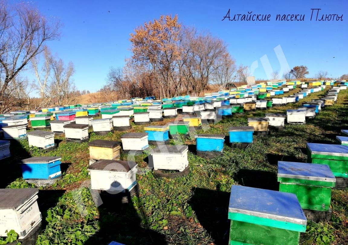 Алтайский мёд разн. сортов от семейн. пчелохоз-ва