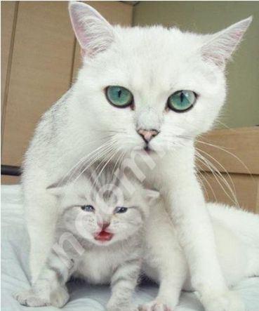 Фотообои Кошка и котенок, Республика Тыва