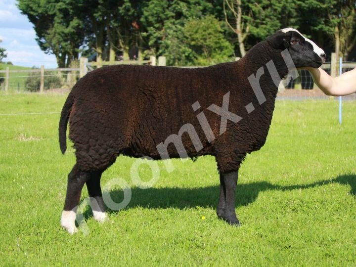 Овца породы Цвартблес Вес взрослых баранов 90-130 кг, овец ...